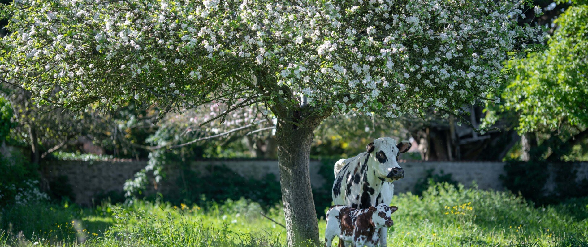 Une vache et son veau sous un arbre en fleurs