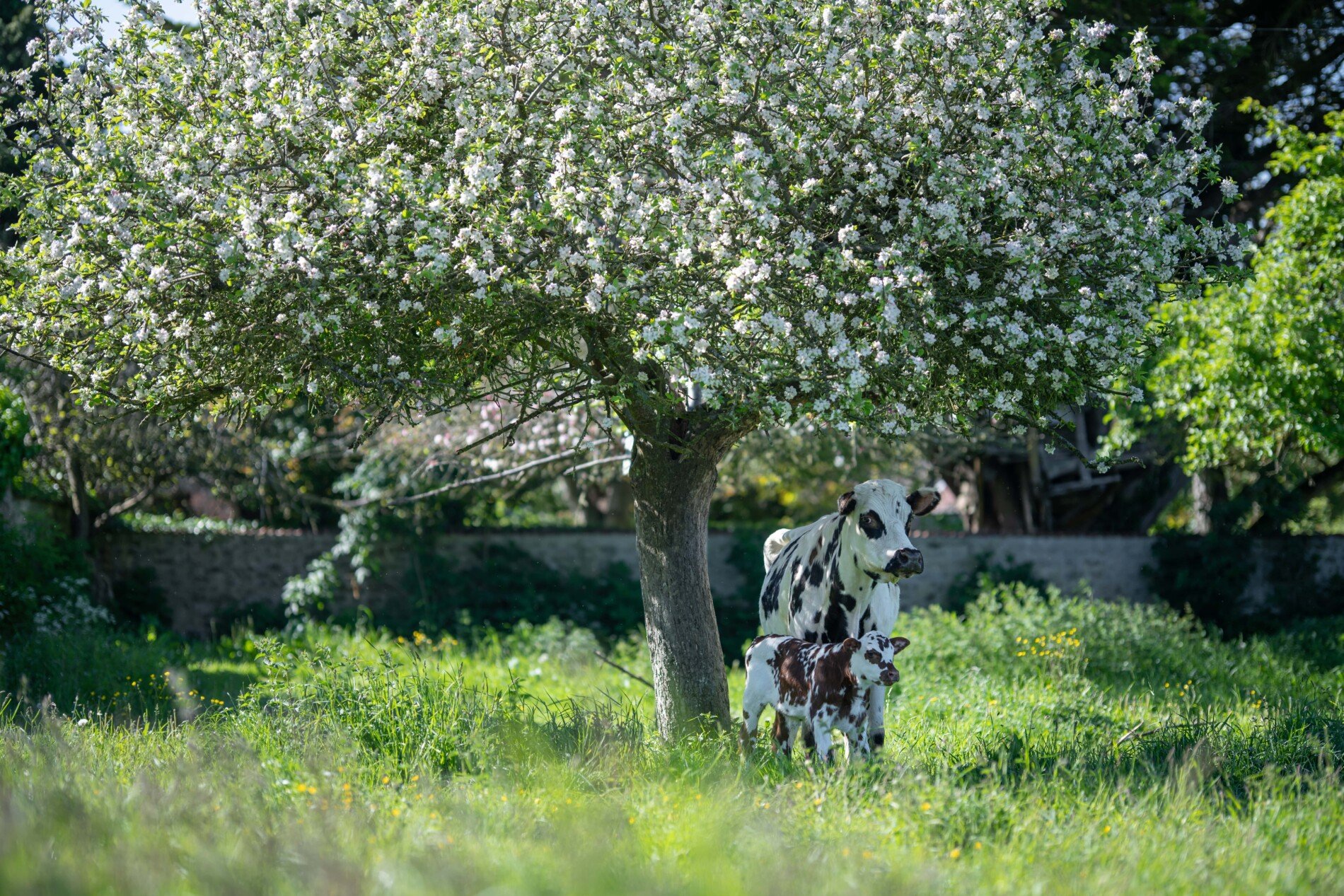 Deux vaches sous un arbre en fleur