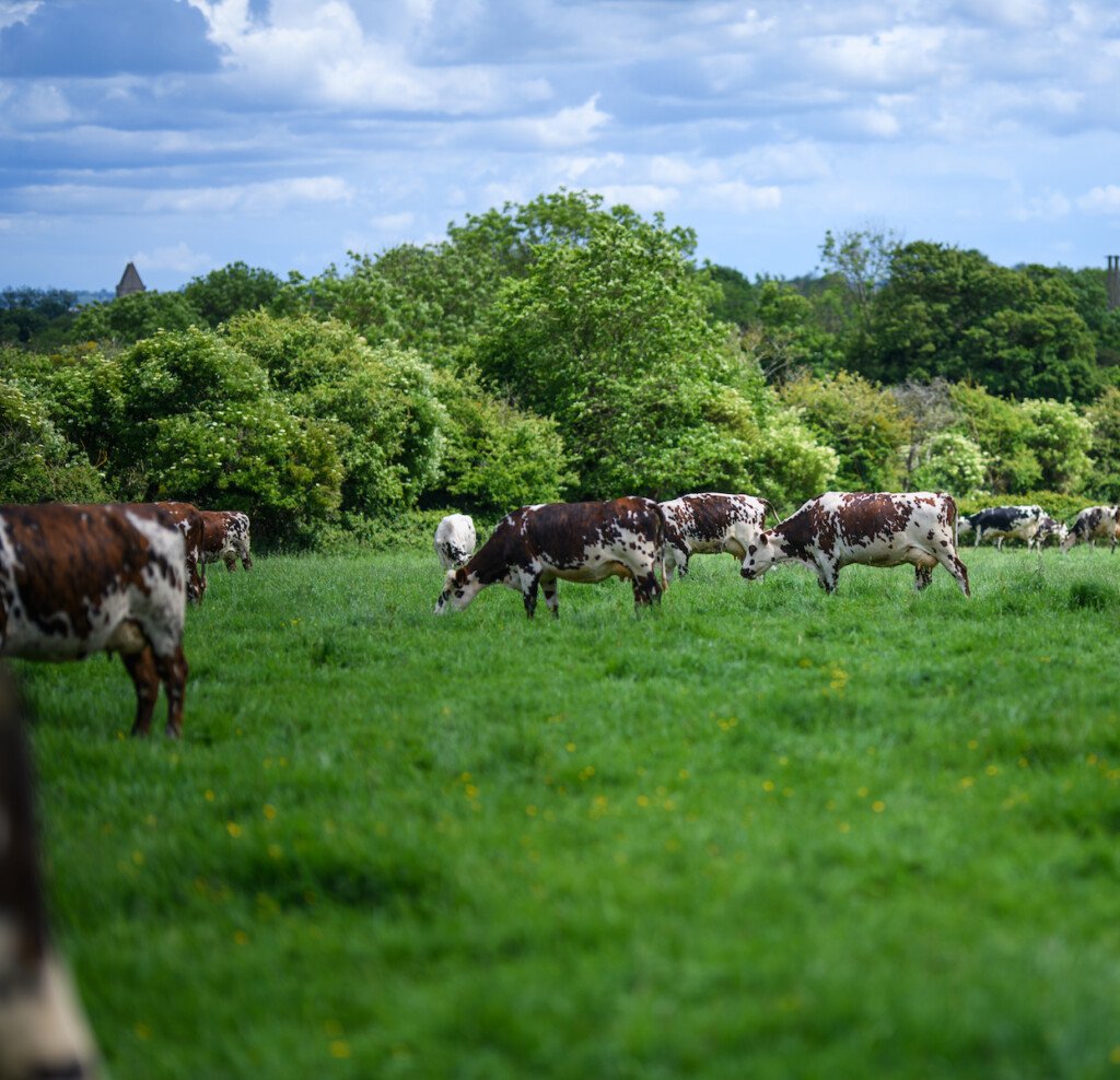 Vaches en train de brouter