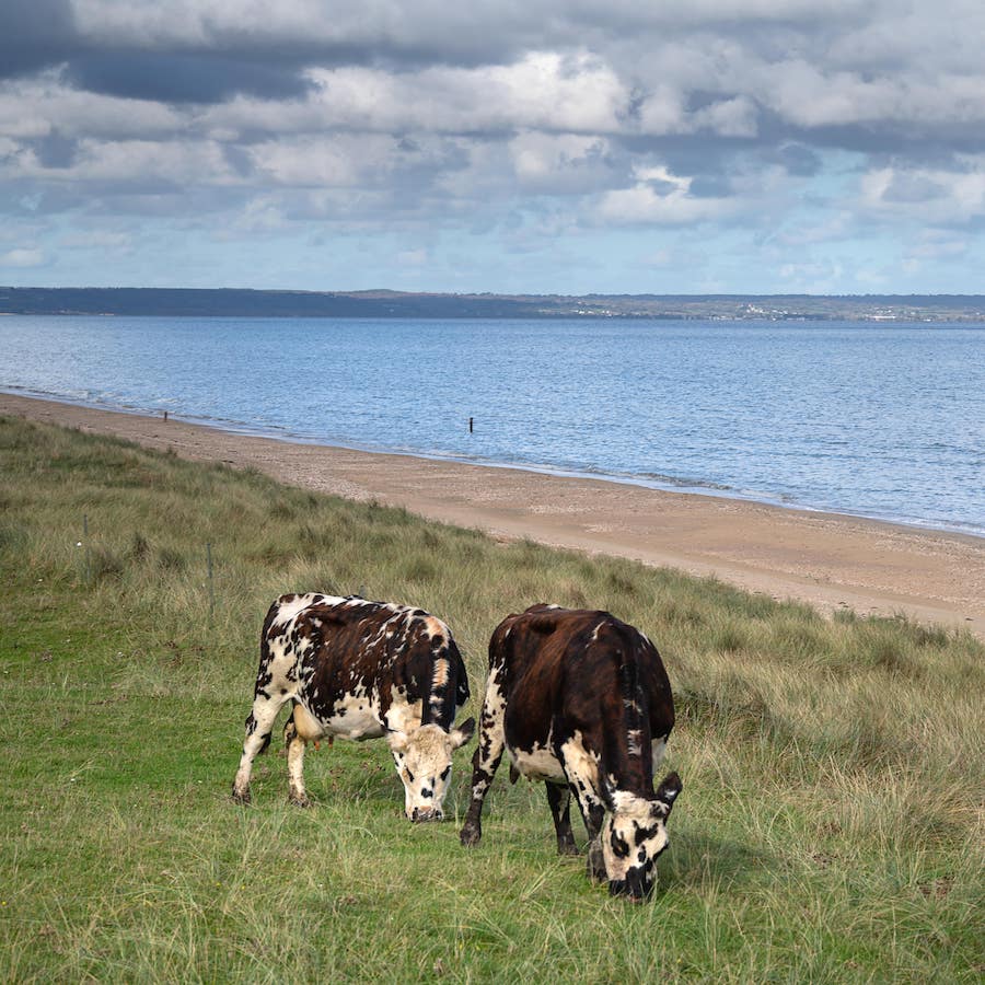 http://Deux%20vaches%20en%20train%20de%20brouter%20devant%20la%20mere