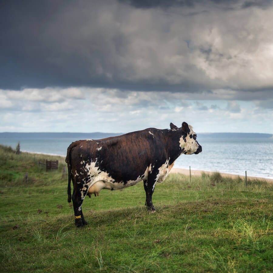 http://Vache%20représentant%20le%20terroir%20d'Isigny%20Sainte%20Mère